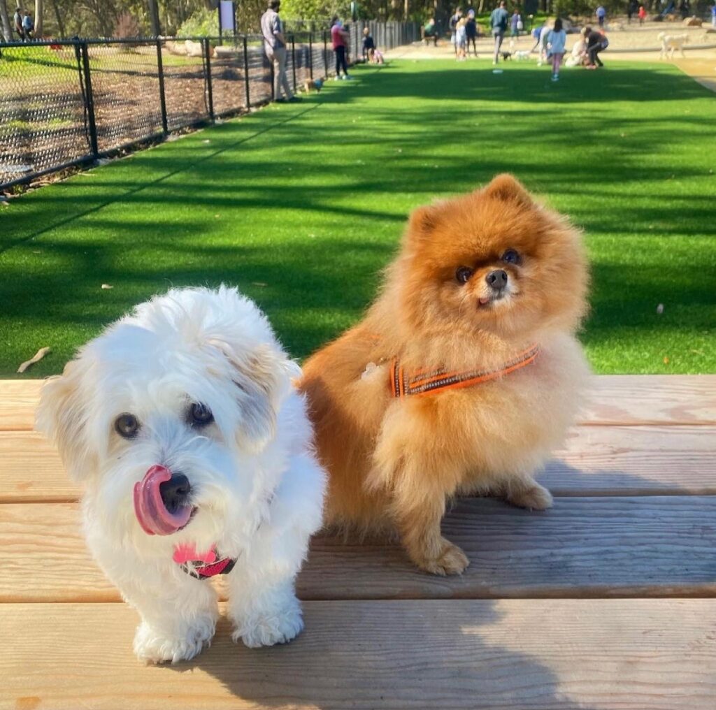 Dogs at Golden Gate Park Dog Park