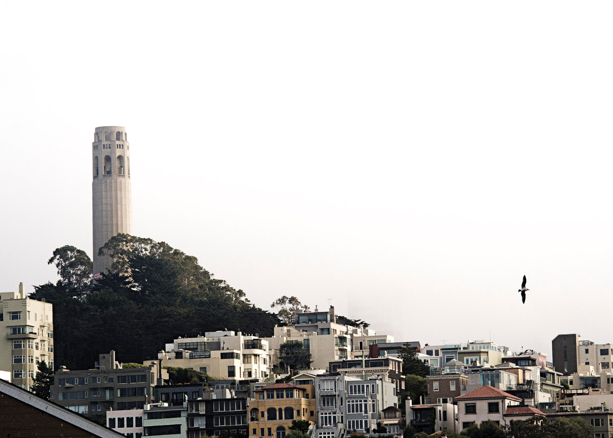 an image of telegraph hill featuring coit tower on the left and a bird taking flight on the right
