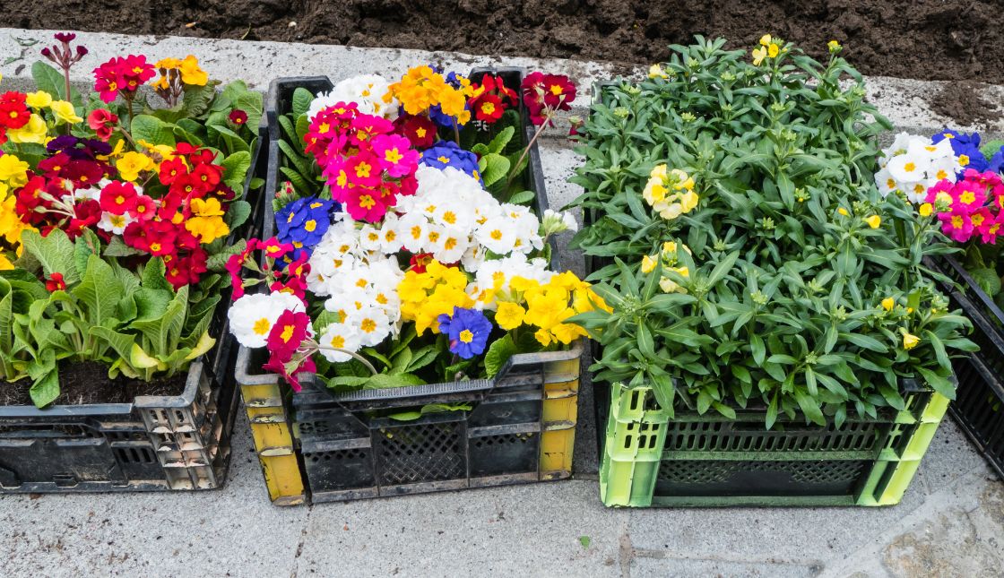Crates of flowers sit on the sidewalk ready to be planted