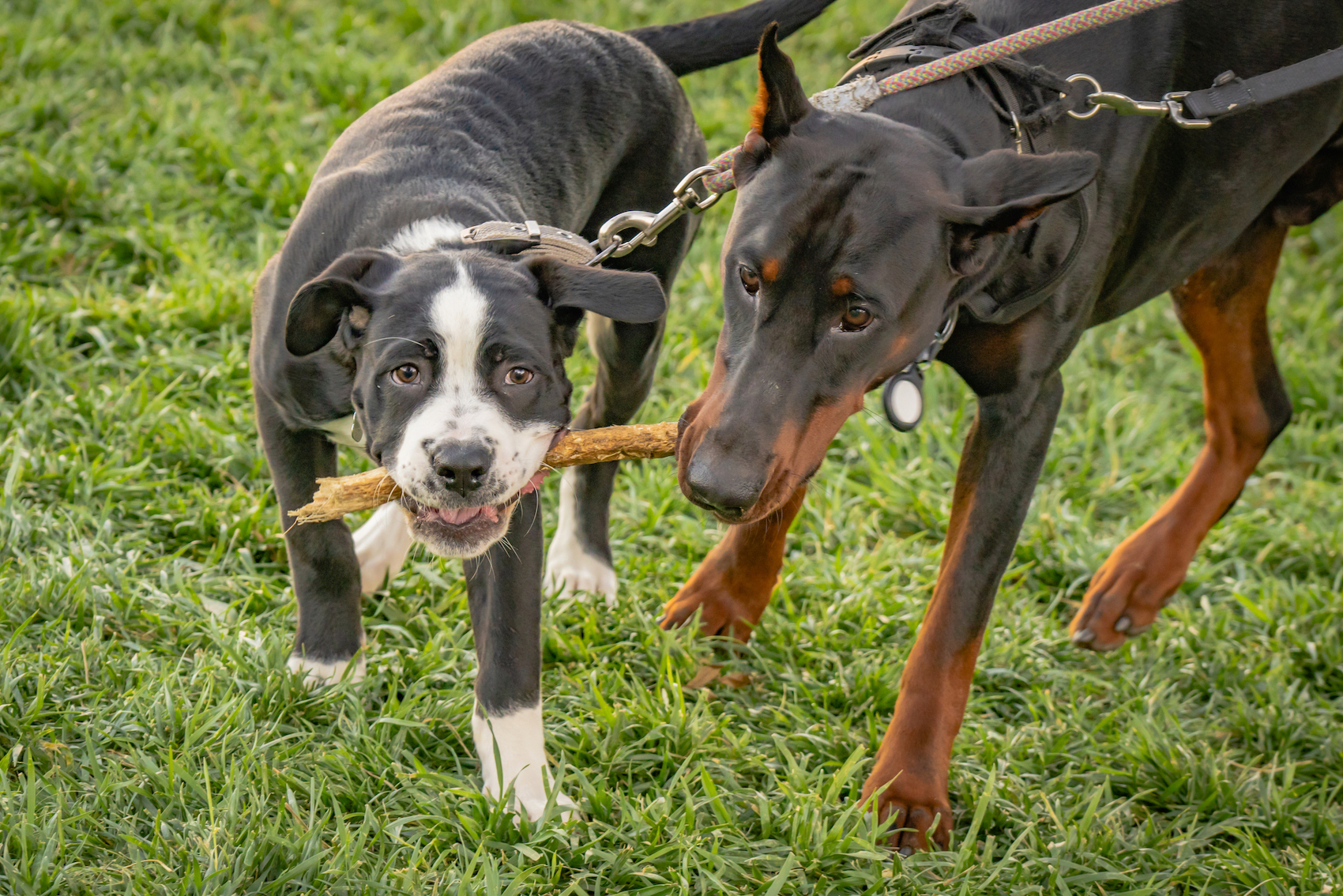 Two dogs play with a stick in the grass