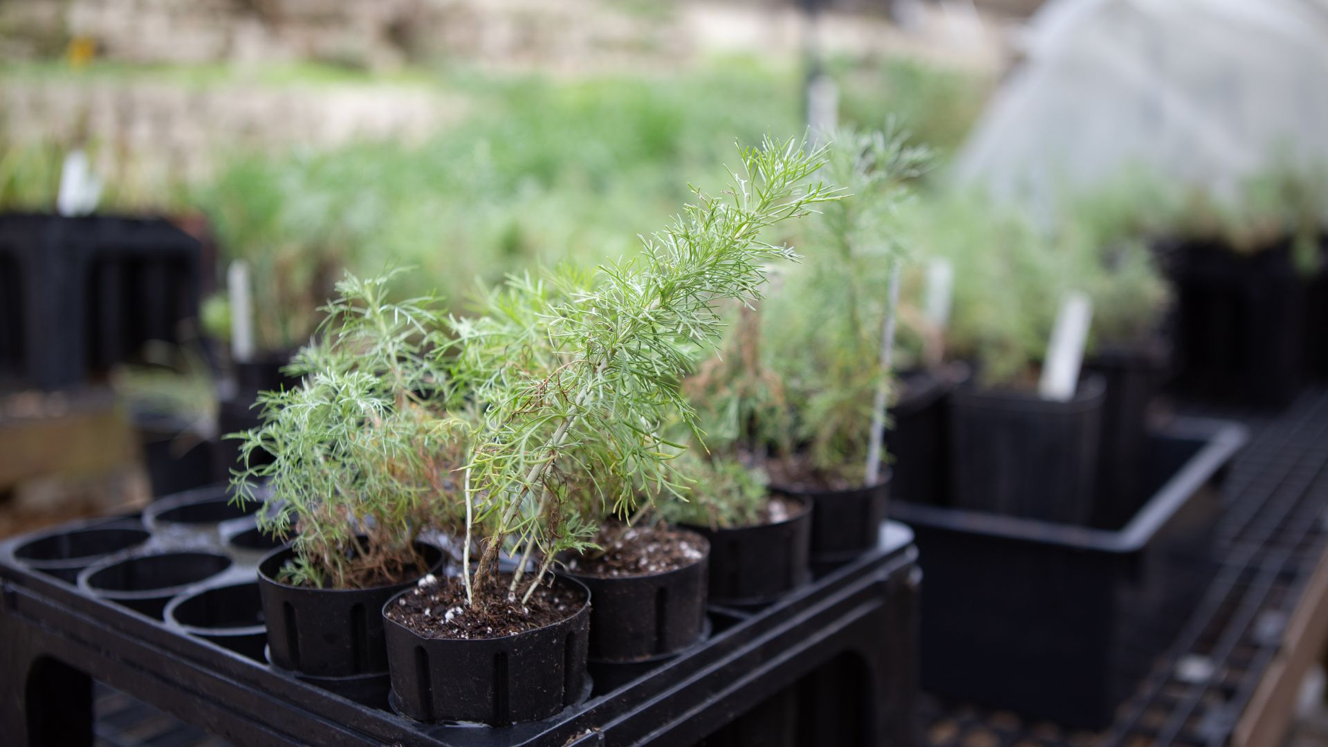 a close-up image of potted saplings
